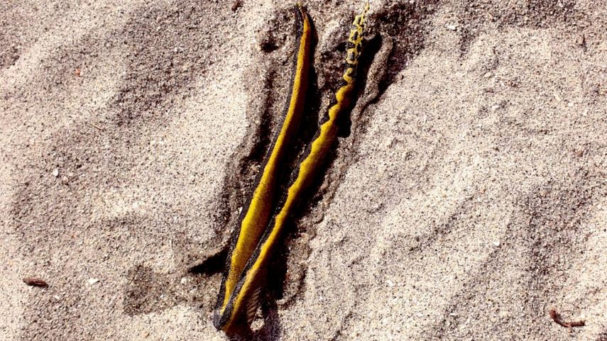 Presencia de serpientes en playas de Panamá.