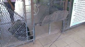 Hurtan por sexta vez dinero en escuela en Buena Vista Colón