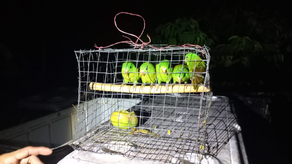 ¡Mira! los animales que han sido rescatados por MiAmbiente en Panamá ¡Mira! los animales que han sido rescatados por MiAmbiente en Panamá