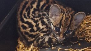 Rescatan cría de ocelote en el distrito de Barú, informa MiAmbiente Rescatan cría de ocelote en el distrito de Barú, informa MiAmbiente
