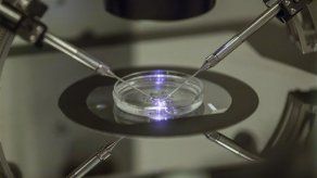 Proponen técnica barata para fecundación in vitro