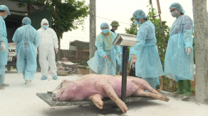 La peste porcina podría seguir haciendo estragos en Asia durante años