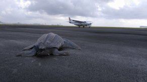 Rescatan una enorme tortuga marina en la pista de un aeropuerto de Costa Rica