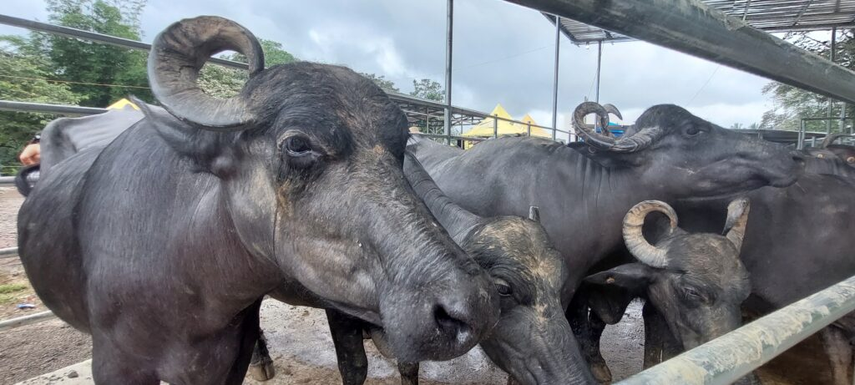 Coclesito celebra la Feria Nacional del Búfalo Coclesito celebra la Feria Nacional del Búfalo