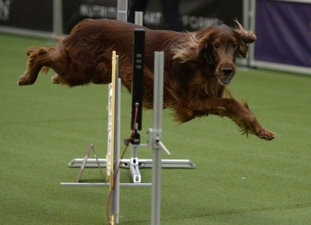 Perros muestran sus habilidades en concurso
