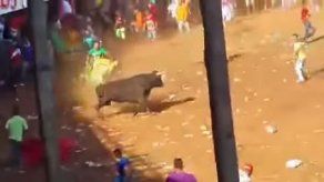 Colombia: proponen consulta popular por maltrato a animales