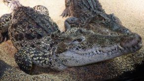 Cocodrilos donados a Cuba pasan a criadero tras cuarentena