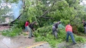 Caída de árboles en distintos puntos del país  producto de las lluvias