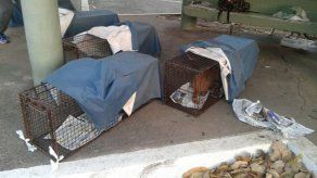 Realizan 3era jornada de captura y esterilización de los gatos en la UP