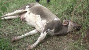 Mida confirma casos de rabia bovina en dos fincas en La Chorrera