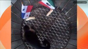 Monita panameña le hace competencia a Paul