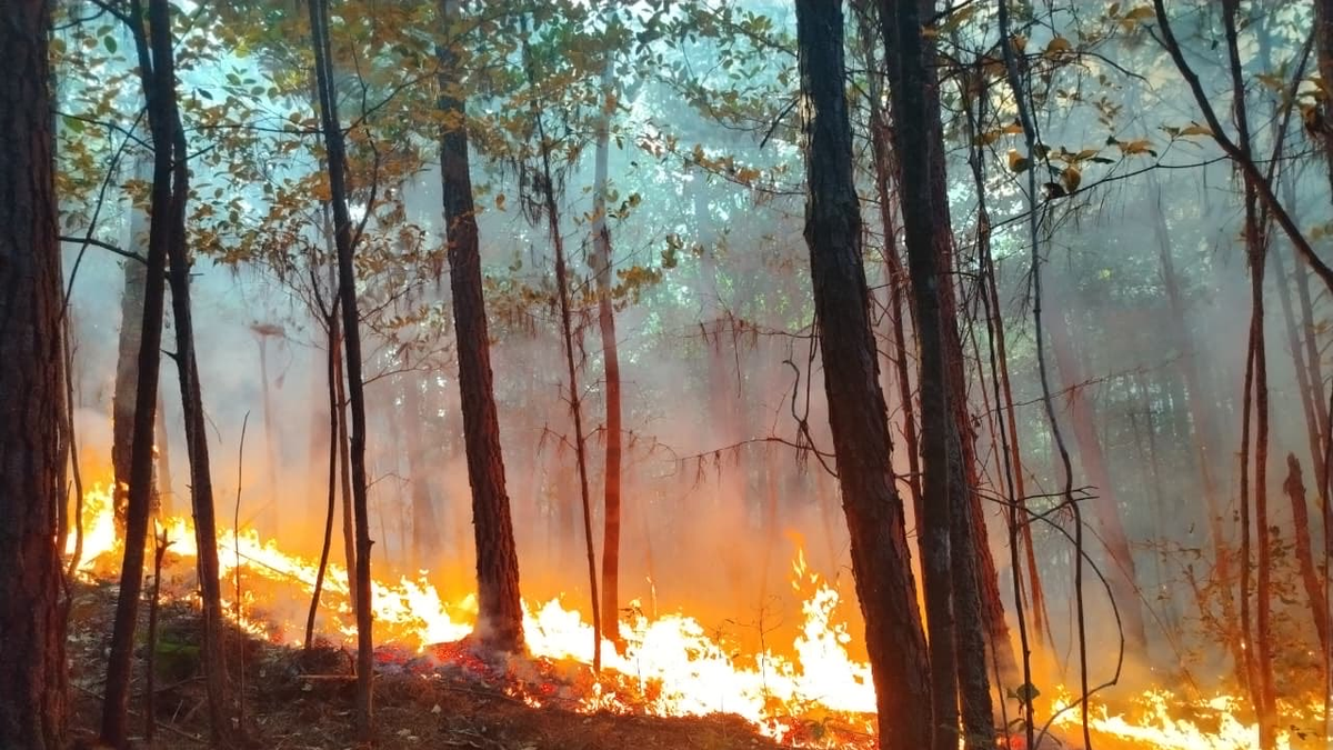 Incendio en La Yeguada&nbsp;