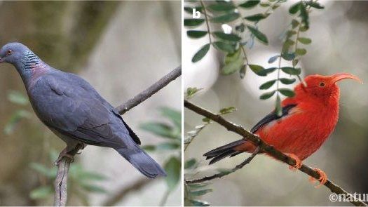 Expertos descubren los factores que explican la diversidad de aves insulares