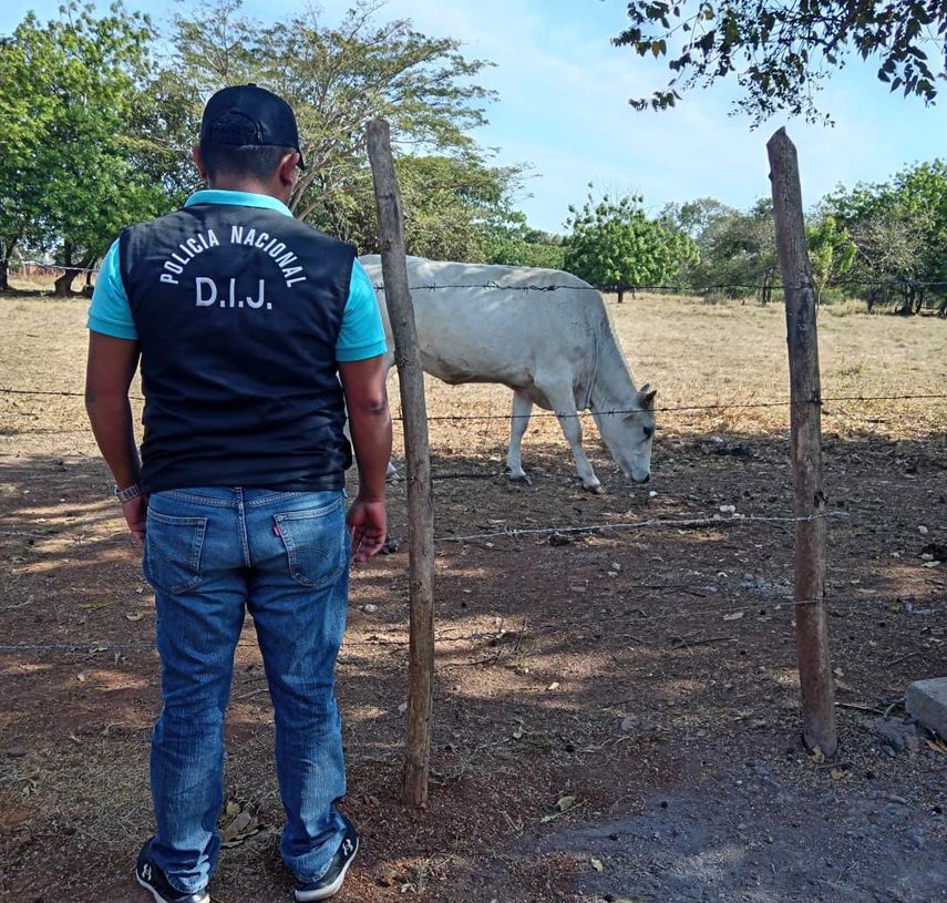 Policía Nacional recupera tres reses reportadas como robadas