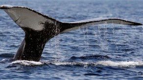 EEUU no apoya caza de ballenas con fines científicos