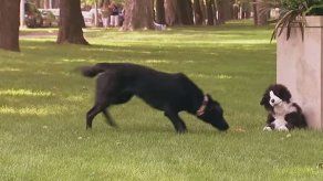 Cámara Escondida: Perrito de peluche defiende su hueso