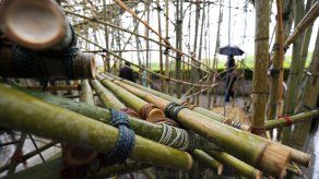 Descubren molécula que coordina ciclos de floración de bambú