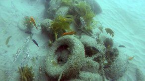 Retiran arrecife de basura de 30 años en costa de California