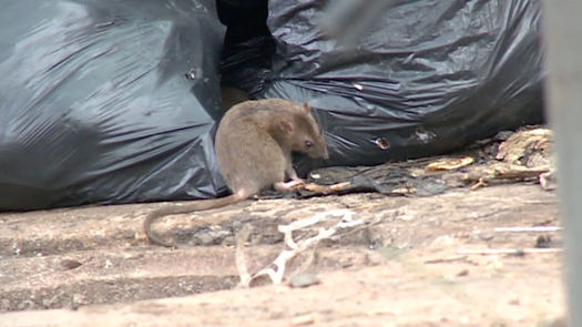 ¿Qué es el hantavirus? ¿Qué es el hantavirus?