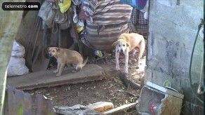 En una vivienda de Pueblo Nuevo hallaron más de 20 perros con sarna