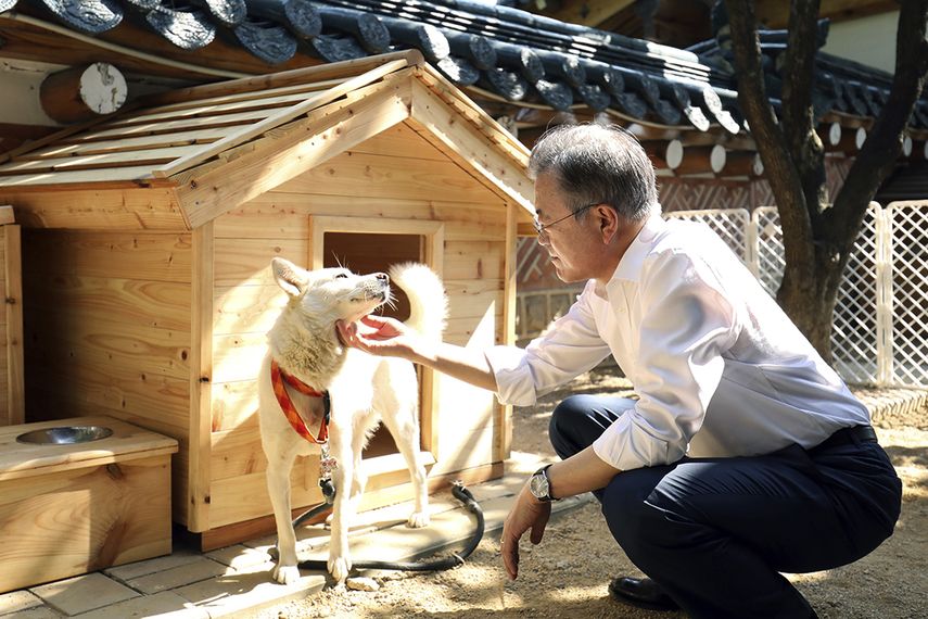 Moon Jae-in recibió los dos perros de caza pungsan como regalo de Kim al cabo de su conferencia de paz en Pyongyang en setiembre de 2018.