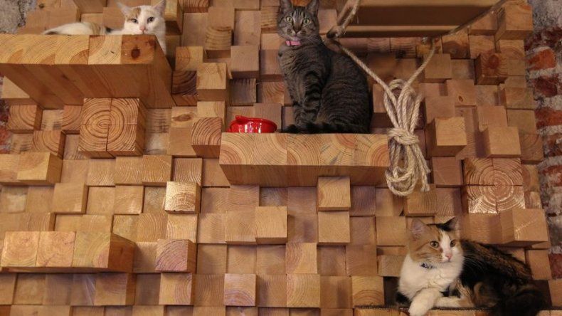 El primer cat café de Latinoamérica, una ventana para la adopción de gatos