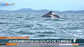 Turistas disfrutan la temporada de avistamiento de ballenas en el Golfo de Chiriquí