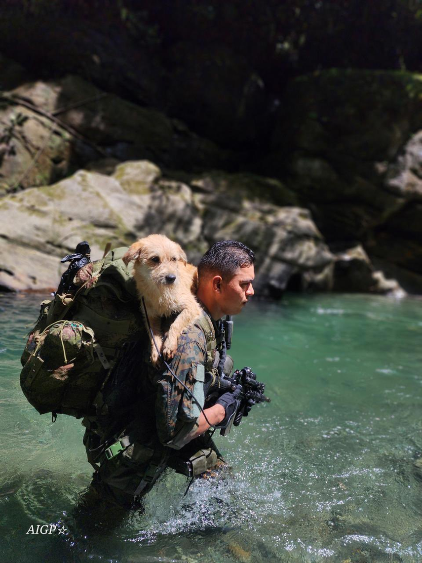 Teniente del SENAFRONT rescata a perrito abandonado&nbsp;