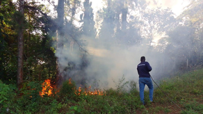 Guardaparques de MiAmbiente controlan incendio en la Reserva Forestal El Montoso. Guardaparques de MiAmbiente controlan incendio en la Reserva Forestal El Montoso.