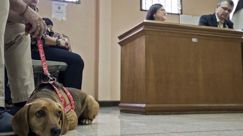 Por primera vez en América Latina un perro asiste a un juicio como víctima de maltrato