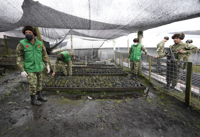 El proyecto de los frailejones inició en 2016