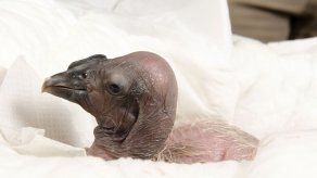 Emocionante nacimiento de cóndor andino en Zoo de Buenos Aires