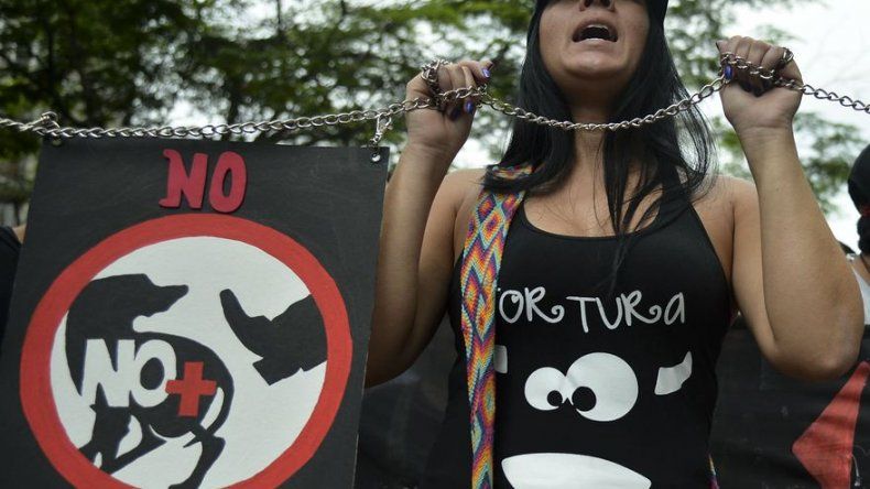 Colombia sancionará maltrato animal con hasta 3 años de cárcel