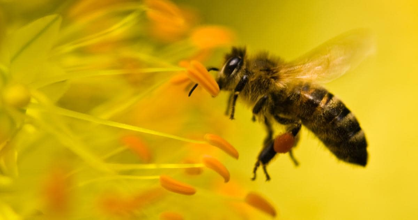 Summit tendrá un día para celebrar el Día de las Abejas.