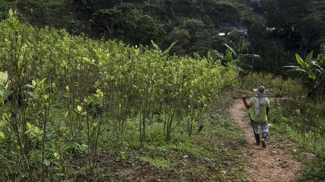 EEUU dice que cultivos de coca en Colombia se reducen por primera vez desde 2012