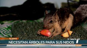 TR Verde: Supervivencia de las ardillas