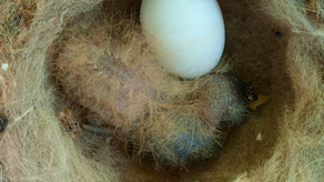 Descubren en Panamá un polluelo de colibrí