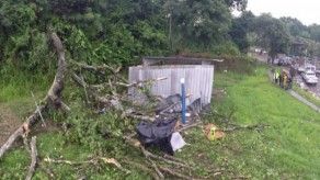 Árbol cae sobre caseta en Cerro Patacón, una persona murió