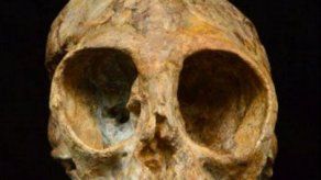 Un cráneo revela valiosos indicios sobre la evolución de los primates