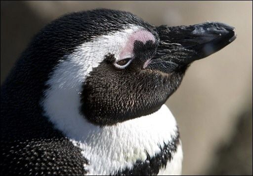Paleontólogos hallaron restos de pingüino gigante en la Antártida