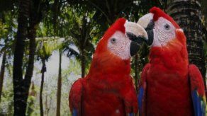 Récord Guinness: parque ecológico mexicano reproduce 132 guacamayas