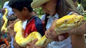 Buena adaptación de las serpientes pitón causa invasión