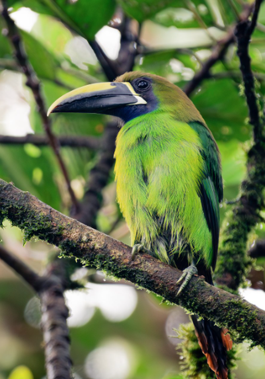 NYTimes subraya que Panamá es un país donde la industria del ecoturismo continúa en expansión. NYTimes subraya que Panamá es un país donde la industria del ecoturismo continúa en expansión.