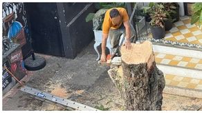 MiAmbiente abre proceso por tala indebida de árbol. MiAmbiente abre proceso por tala indebida de árbol.