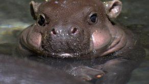 Nace un hipopótamo pigmeo en un zoológico de Florida