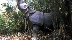 Mueren dos de los seis rinocerontes negros enviados a Chad