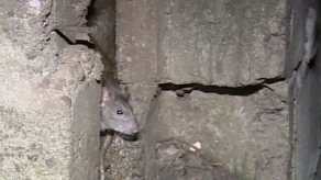 Nuevo paciente con hantavirus en Chitré
