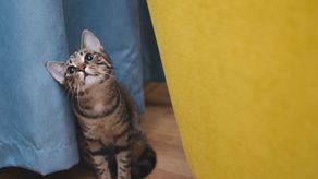 Maneras de dar tributo a tu mascota fallecida