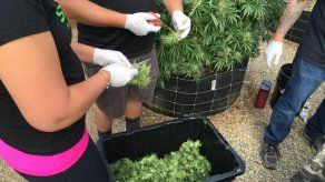 Abren en Oregon tiendas de marihuana recreativa