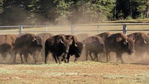 El NPS advierte que no se trata de una cacería, ya que la operación está controlada y no se realiza con fines recreativos o privados.